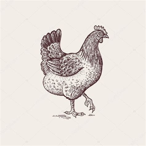 Graphic illustration - poultry chicken. Stock Vector Image by ©sasha ...