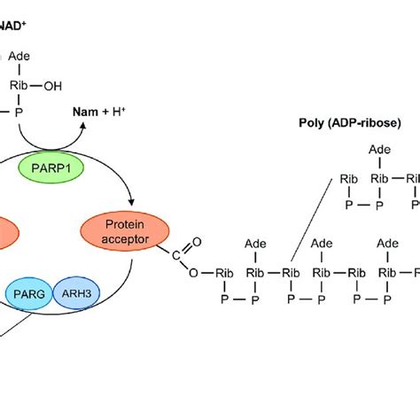 Mechanism Of Poly ADP Ribosyl Ation Reaction Catalyzed By PARP1 PARP1