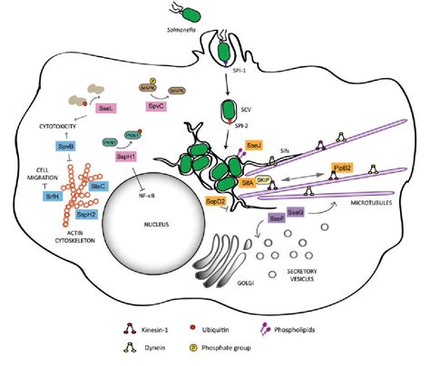 Figure 1 from Functions of the Salmonella pathogenicity island 2 (SPI-2) type III secretion ...