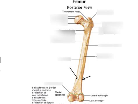 Femur Posterior Diagram Quizlet