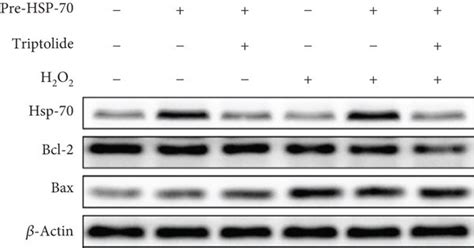 Antiapoptotic Effects Of Hsp 70 In Vitro A F Representative Western Download Scientific