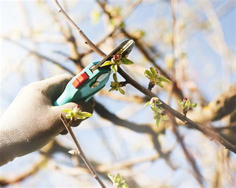 How To Prune Apple Trees Must Know Advice For How And When Gardeningetc