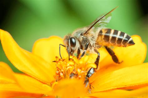 Abelhas Grandes Aprendem A Localiza O Das Melhores Flores Indica Novo