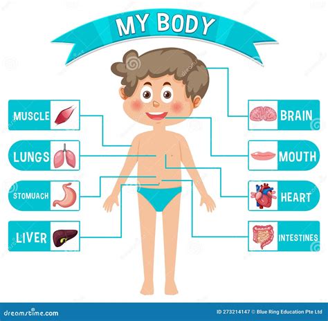 Internal Organs of the Body for Kids Stock Vector - Illustration of pathology, anatomical: 273214147