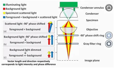 Phase Contrast Microscopy Definition Parts Uses Working Principle Biology Notes Online