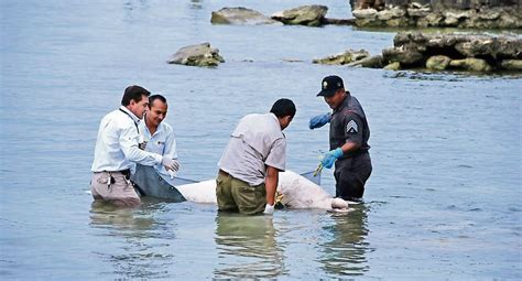 Profepa Investiga La Muerte De 8 Manatíes