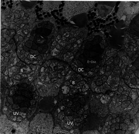 Morphologically Different Types Of Mitochondria Are Present In Adult Download Scientific