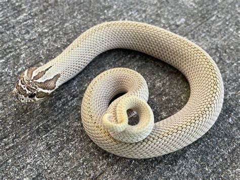 Artic Super Anaconda Western Hognose Snake for sale | Snakes at Sunset