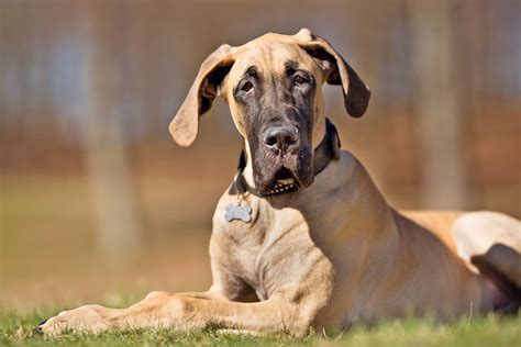 Great Dane Dog Breed Information And Characteristics Daily Paws