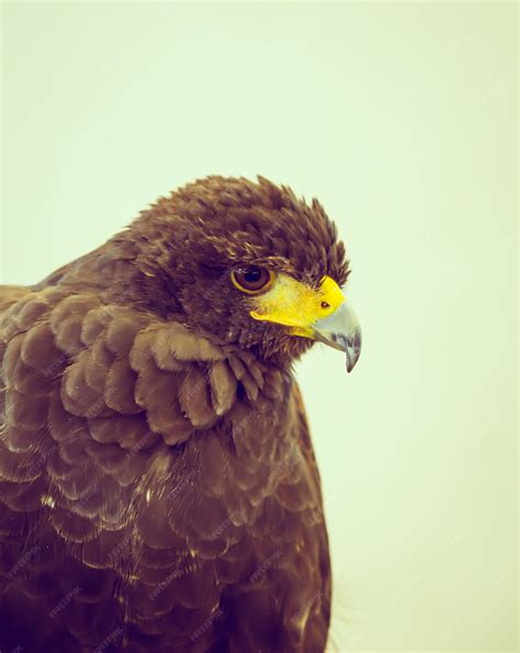 Free Photo | Hawk close up