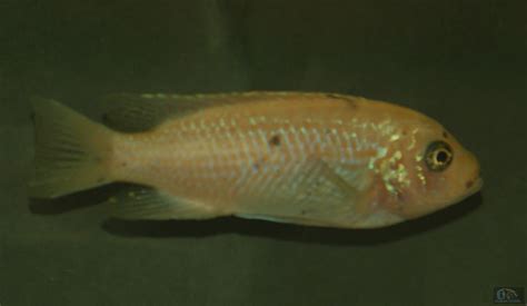 Ciclidos Del Rift Pseudotropheus Fainzilberi Puulu