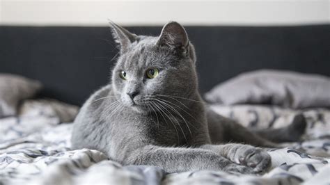 Czars Of Cats What You Need To Know About The Russian Blue Cat Breed