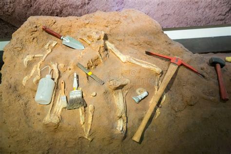 Skeleton and Archaeological Tools Around. Stock Image - Image of ...