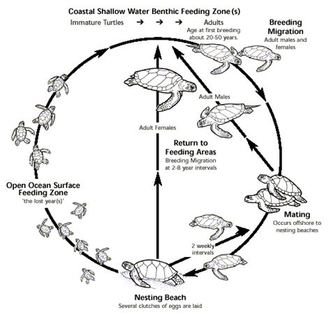 Sea Turtle Life Cycle Diagram