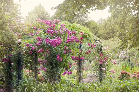 12 Best Plants For An English Garden