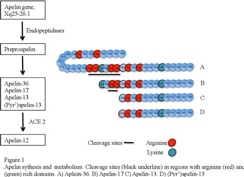 figure   cardiovascular actions  apelin receptor agonism