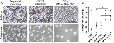 Frontiers The Impact Of Serum Free Culture On HEK293 Cells From The