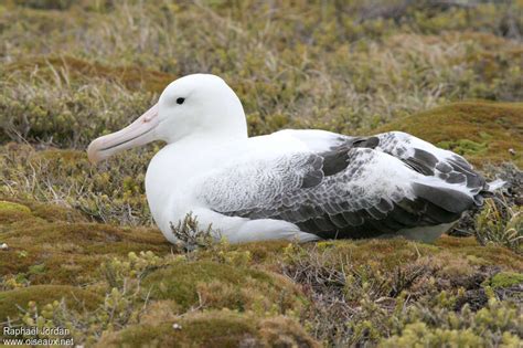 Southern Royal Albatross Diomedea Epomophora