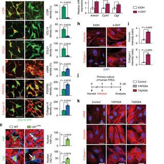 Yap Taz Hyperactivation Impairs Differentiation And Maturation Of