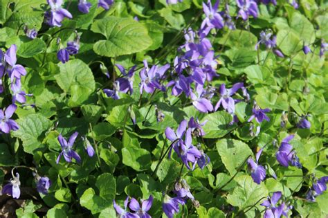 Violets Garden Violets Or Sweet Violets Anne Of Green Gardens