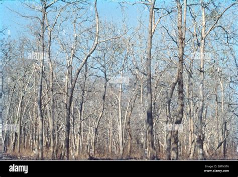 Mudumalai Forest In Tamil Nadu India Stock Photo Alamy