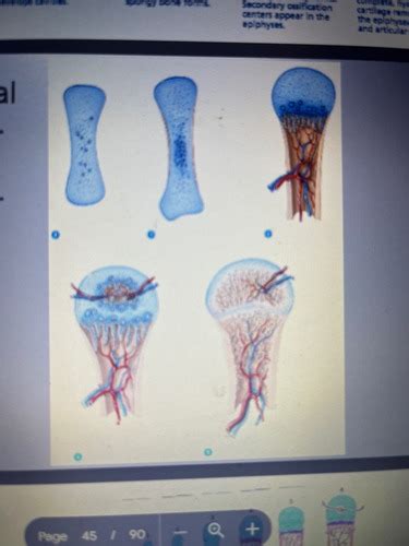 Bone Tissue Flashcards Quizlet