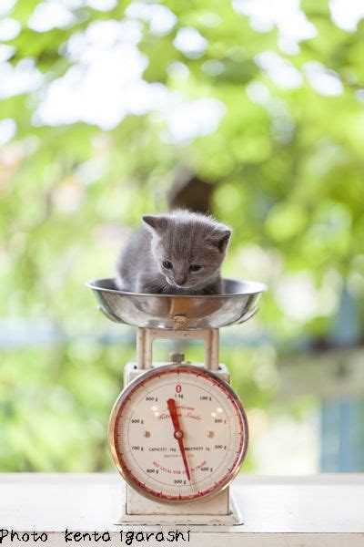 【ねこ拝見】 飛び猫写真でもおなじみ、五十嵐健太さんの珠玉の萌猫（もえにゃん）写真