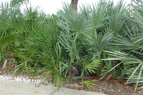 Serenoa repens (Saw Palmetto) | North Carolina Extension Gardener Plant ...