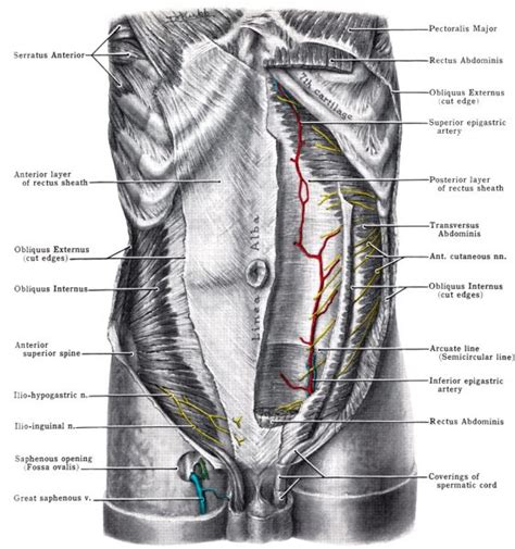 Anterior Abdominal Wall Meddists