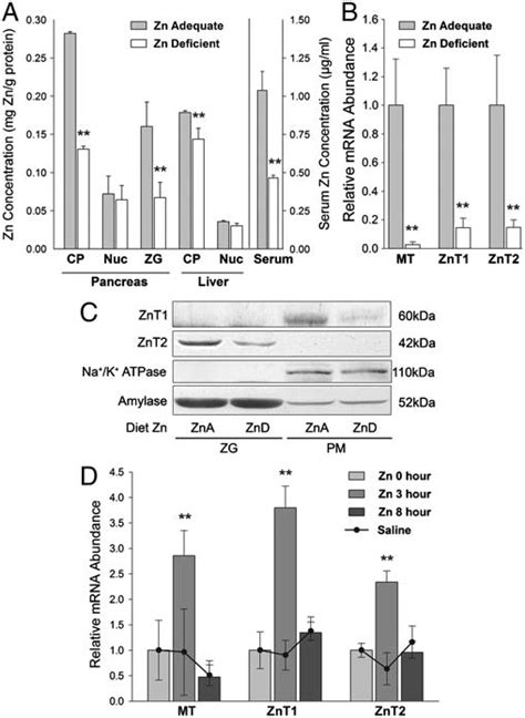 Tissue And Serum Zinc Concentrations And The Expression Of Znt And