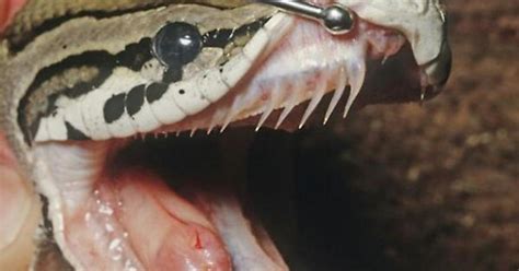 Can We Remove Ball Python teeths to prevent biting? - Pets & Animals