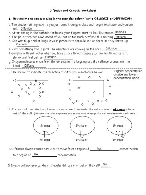 Diffusion And Osmosis Worksheet PDF Osmosis Cell Biology