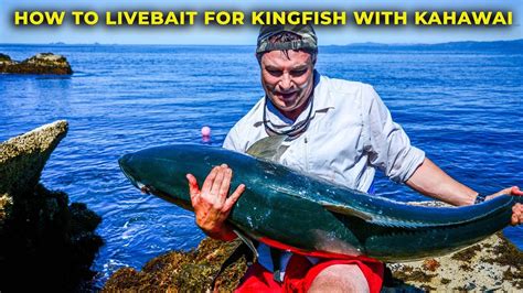 How To Catch Kingfish With Live Bait Kahawai Youtube