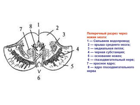 Топография среднего мозга - online presentation