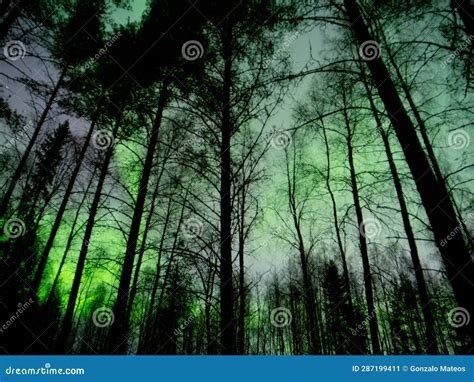 Northern Lights in a Forest Sweden. Lulea Sweden Stock Image - Image of panorama, scandinavian ...