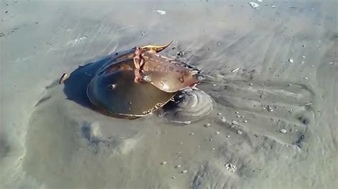 Giant Living Horseshoe Crab Youtube