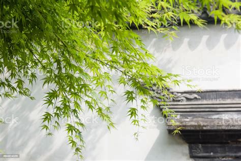 Green Leaves And White Wall In Suzhou China Traditional Architecture