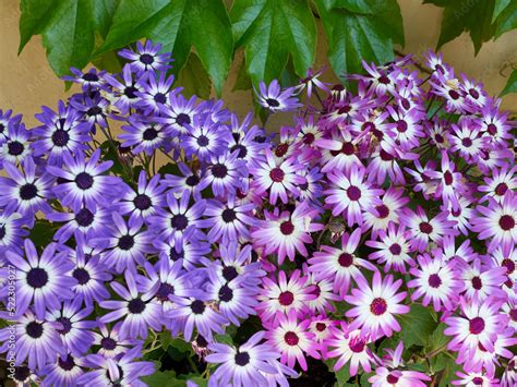 Closeup Of Purple And Pink Pericallis X Hybrida Also Called Cineraria