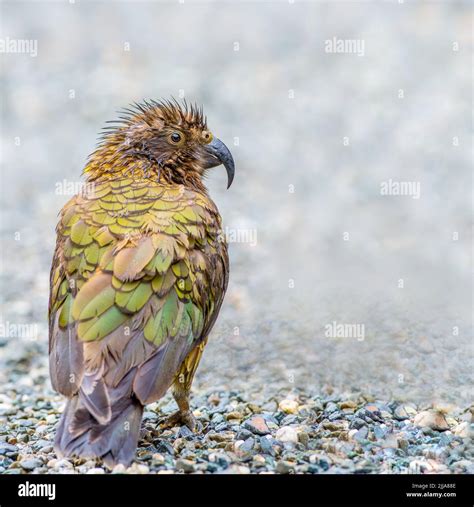 Kea alpine parrot foraging for food in New Zealand Stock Photo - Alamy