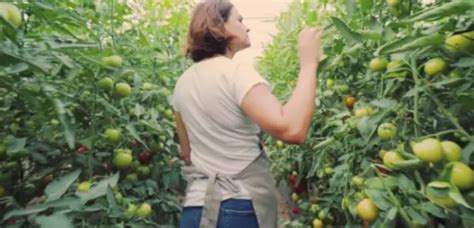 Growing Tomatoes in Greenhouse: DIY Step-by-Step