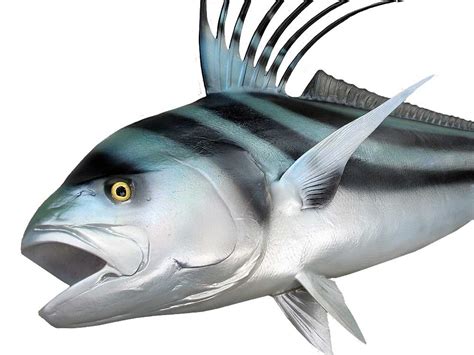 Roosterfish 51 Inches Full Mount Fiberglass Fish Replica The Fish