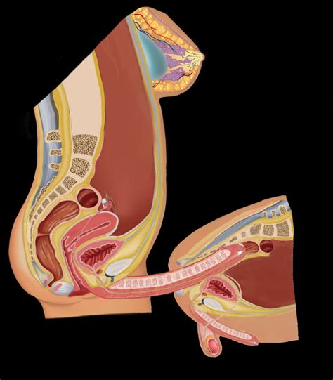 Rule 34 Anal Anal Penetration Anal Sex Anatomically Correct Artist