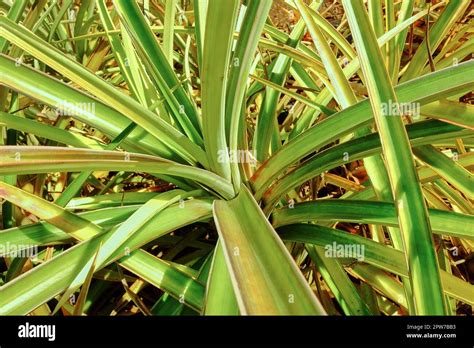 Closeup View Of Green Pandanus Veitchii Stems And Leaves Growing In An