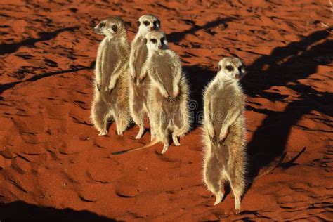 A Group Of Meerkat Suricata Suricatta In The Namibian Desert Stock