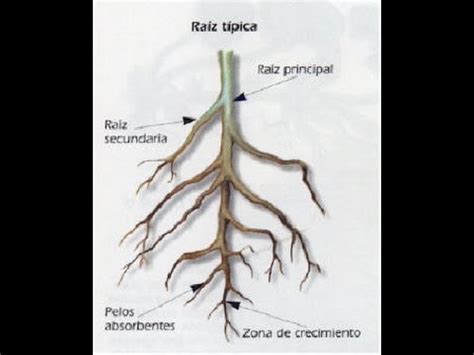 Preparando Suelo Agua De Riego Y Sistema Radicular Guia De