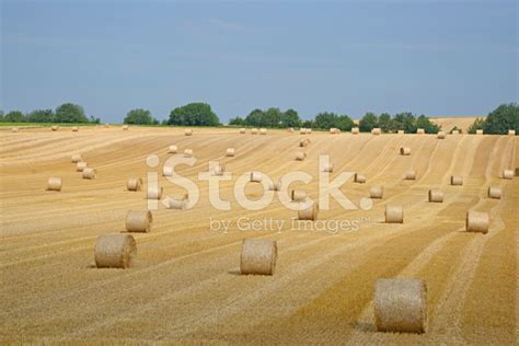 Grainfield Stock Photo | Royalty-Free | FreeImages