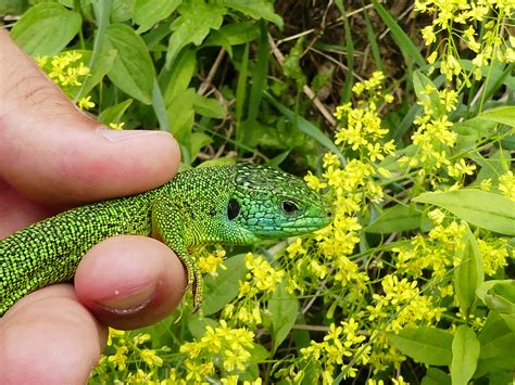 Westliche Smaragdeidechse Lacerta Bilineata Westliche Sm Flickr