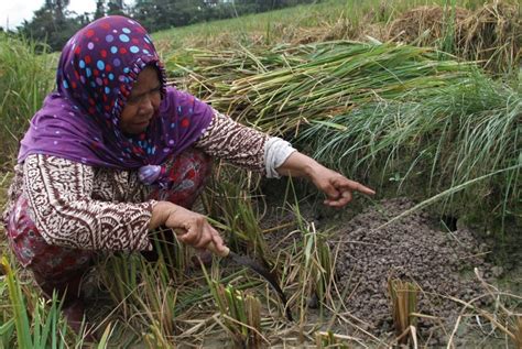 Baru Tanam Ratusan Ha Sawah Di Karawang Diserang Tikus Republika Online