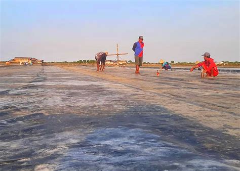 Puncak Musim Kemarau Petani Garam Sedati Sidoarjo Mulai Produksi