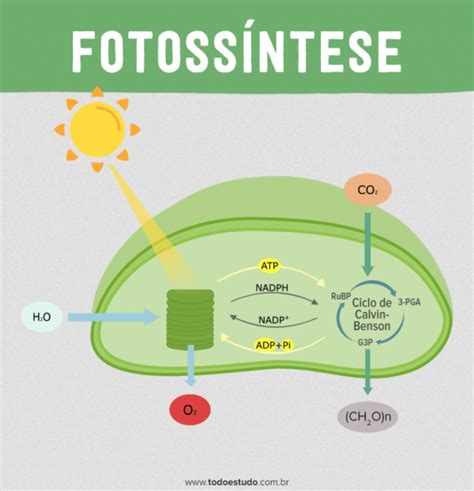 Fotossíntese Aprenda Sobre As Fases Fotoquímica E Bioquímica